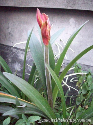 20080412蝴蝶的花5b.jpg