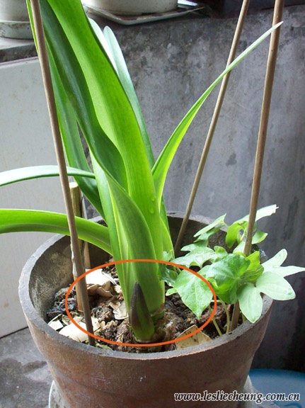 20080412蝴蝶的花6.jpg