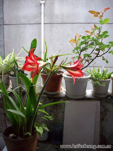 20080412蝴蝶的花6g.jpg