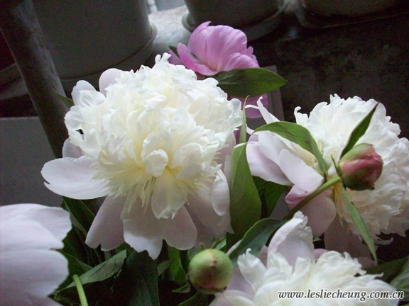 20080412蝴蝶的花13.jpg