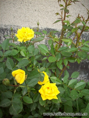 20080412蝴蝶的花1d.jpg