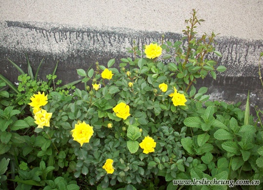 20080412蝴蝶的花1c.jpg