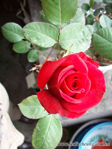 20080415蝴蝶的花2.jpg