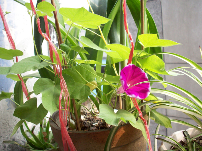 20080516震后花开.jpg