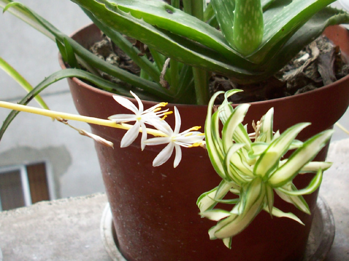 20080515震后花开4.jpg