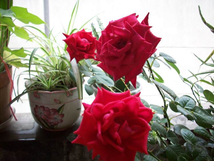 20080602震后花开2.jpg
