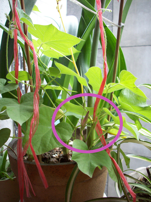 20080515震后花开2.jpg