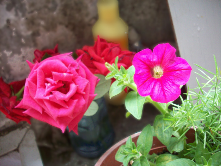 20080606震后花开2.jpg