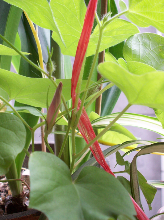 20080515震后花开.jpg