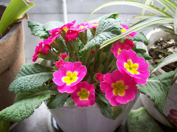 200903蝴蝶花开00.jpg