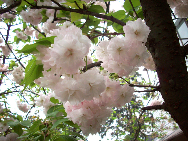 20090328樱花1.jpg