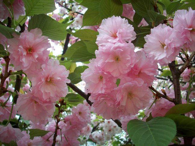 20090328樱花2.jpg