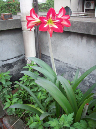 另一个花坛的朱顶红.jpg