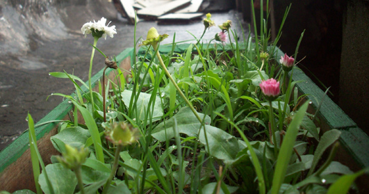 2009蝴蝶的菜地_欣欣向荣.jpg