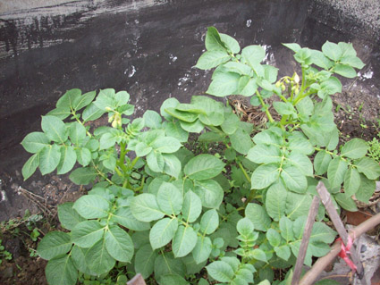2009蝴蝶的菜地_土豆.jpg
