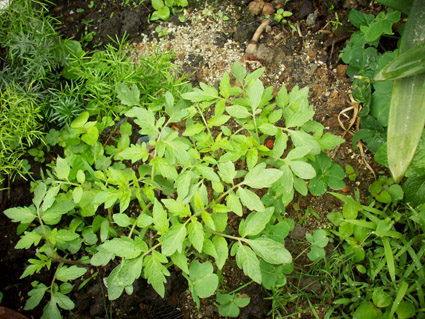 2009蝴蝶的菜地_番茄.jpg