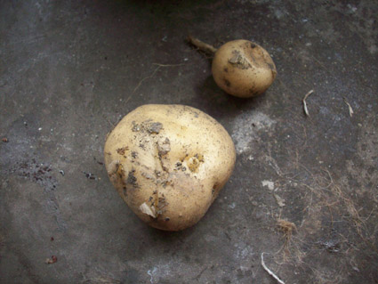 20090531potato.jpg