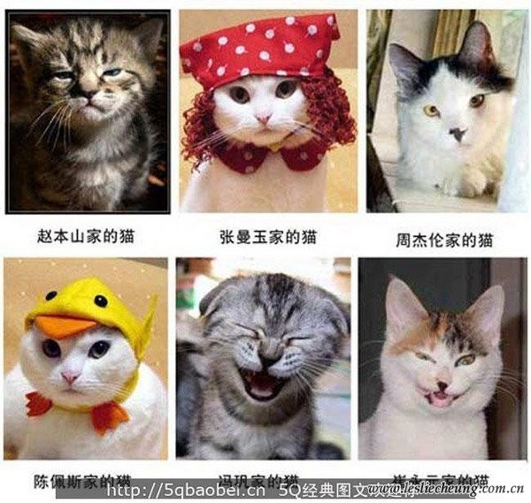 明星猫猫们的娱乐圈