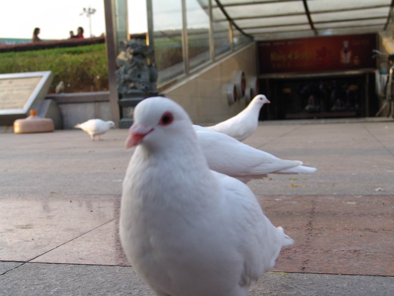 DSC00058_1168693554.jpg