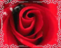 0D0D77B47E937A00_1120472270.gif