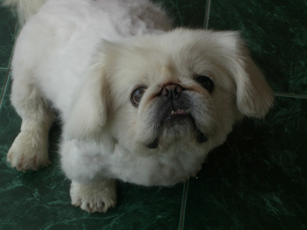huanhuan_1117807286.jpg